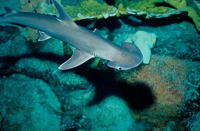  8. Đang đối mặt với nguy cơ tuyệt chủng. Do bị săn bắt quá mức để lấy vây và do mất môi trường sống, một số loài cá mập đầu búa hiện đang trong tình trạng nguy cấp. Các nỗ lực bảo tồn đang được triển khai để bảo vệ loài sinh vật đặc biệt này. Ảnh: Pinterest.