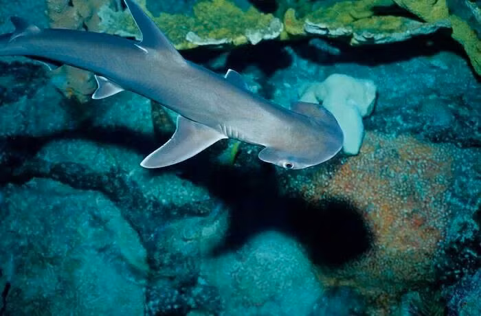  8. Đang đối mặt với nguy cơ tuyệt chủng. Do bị săn bắt quá mức để lấy vây và do mất môi trường sống, một số loài cá mập đầu búa hiện đang trong tình trạng nguy cấp. Các nỗ lực bảo tồn đang được triển khai để bảo vệ loài sinh vật đặc biệt này. Ảnh: Pinterest.