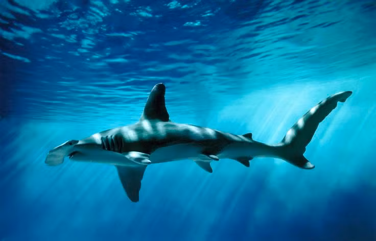  6. Di cư theo mùa. Vào mùa hè, nhiều loài cá mập đầu búa di cư về vùng nước ấm hơn để sinh sản. Chúng có thể di chuyển hàng trăm kilomet trong quá trình này, tạo nên những cuộc hành trình ấn tượng dưới đại dương. Ảnh: Pinterest.
