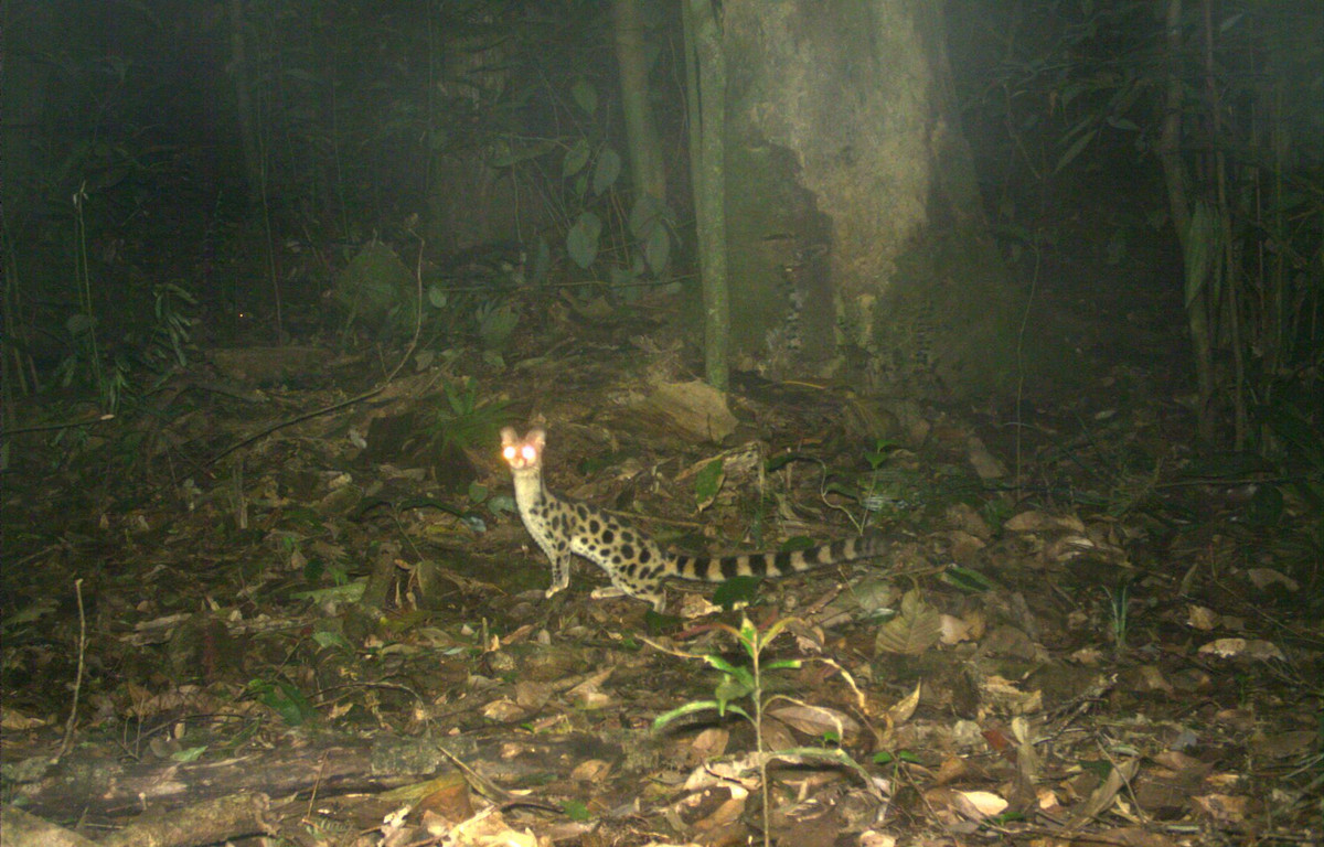 Nhằm bảo tồn các loài động vật quý hiếm, Ban quản lý Khu Bảo tồn thiên nhiên Xuân Liên (nay là Vườn quốc gia Xuân Liên) đã triển khai Dự án khoa học "Điều tra, bảo tồn và phát triển các loài trong họ cầy (Viverridae)". Ảnh: VQG Xuân Liên.
