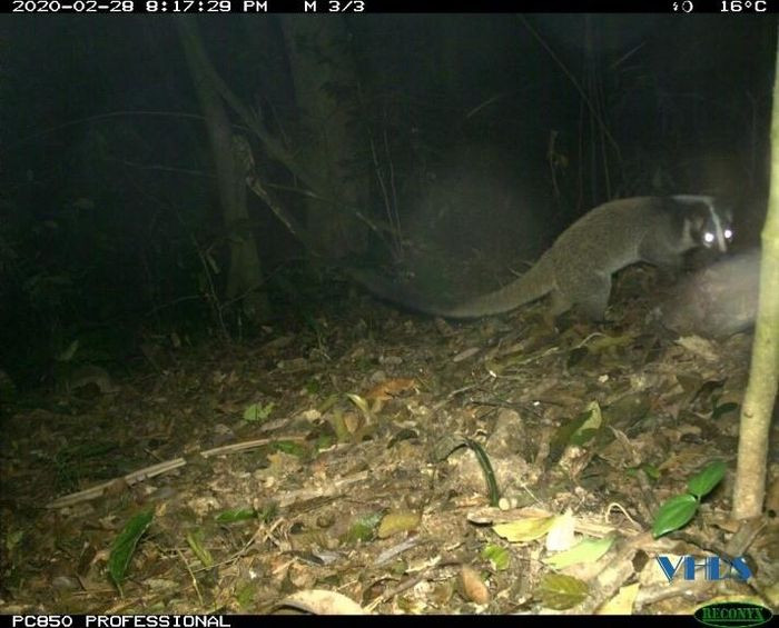 Cầy vòi mốc thường phân bố ở độ cao từ 400-1200m so với mực nước biển, chúng chủ yếu tập trung phân bố ở rừng thường xanh nhiệt đới đang phục hồi tại các tiểu khu 497, 498, 487 và 500 có thể coi đây chính là sinh cảnh ưa thích của cầy vòi mốc. Ảnh: VQG Xuân Liên.