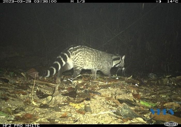 Sau khi phát hiện các loài cầy quý hiếm này, Vườn quốc gia Xuân Liên tuyên truyền, nâng cao nhận thức cho cộng đồng và chính quyền địa phương tại 11 thôn vùng đệm về bảo tồn các loài cầy, xây dựng trang thông tin về loài được thể hiện bằng tranh ảnh, cùng với đó tăng cường công tác tuần tra, bảo vệ những động vật quý hiếm. Ảnh: VQG Xuân Liên.