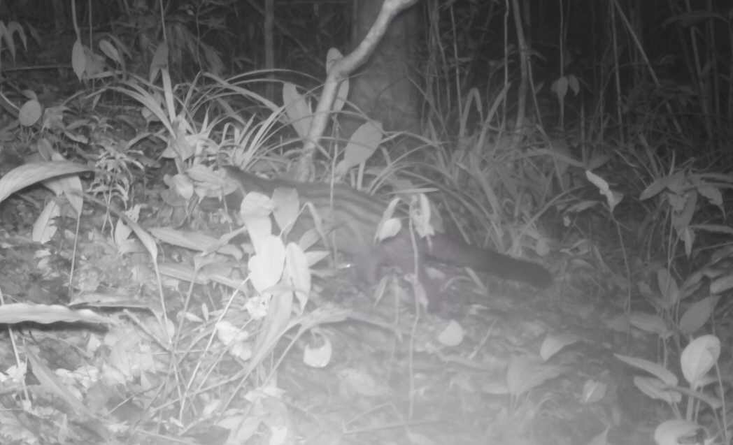 Kết quả, Vườn quốc gia Xuân Liên đã phát hiện 4 loài cầy quý hiếm, gồm cầy vằn Bắc (tên khoa học Chrotogale owstoni), cầy vòi mốc (Paguma larvata), cầy vòi hương (Paradoxurus hermaphroditus), cầy móc cua (Herpestes urva). Ảnh: VQG Xuân Liên.