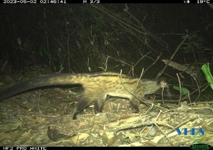 Cầy vòi hương được xếp vào nhóm LC (Least Concern) trong Sách đỏ của IUCN, là loài thú thuộc nhóm IIB trong Nghị định 06/2019/NĐ-CP về quản lý động thực vật rừng quý, hiếm, nguy cấp; được ưu tiên bảo vệ và thực thi công ước về buôn bán quốc tế động, thực vật hoang dã nguy cấp. Ảnh: VQG Xuân Liên.
