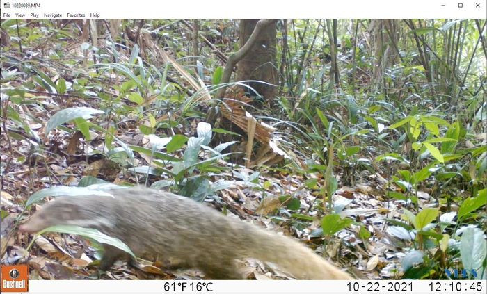 Cầy móc cua thường sinh sống dọc theo các con suối, ở những nơi ẩm ướt vì thức ăn chính của chúng là cua, cá, ốc, ếch, nhái... biết bơi và lặn giỏi. Người dân cho biết họ thường xuyên bắt gặp chúng và loài này cũng khá phổ biến. Ảnh: VQG Xuân Liên.