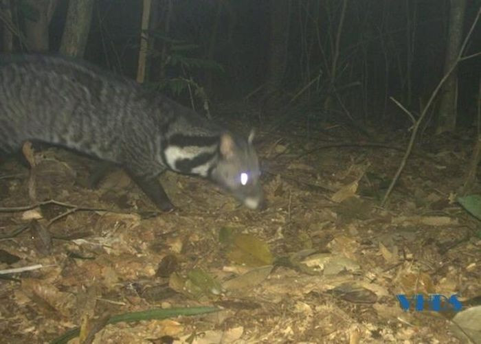 Trong đó, cầy vằn Bắc là loài quý hiếm nằm trong nhóm nguy cấp của Sách đỏ IUCN năm 2016. Đây là một trong những loài có phạm vi phân bố nhỏ nhất trong nhóm ăn thịt nhỏ và là loài thường xuyên hoạt động, kiếm ăn chủ yếu trên mặt đất. Loài này còn sót lại với số lượng rất ít, mật độ của cầy vằn đang bị suy giảm theo thời gian. Ảnh: VQG Xuân Liên.