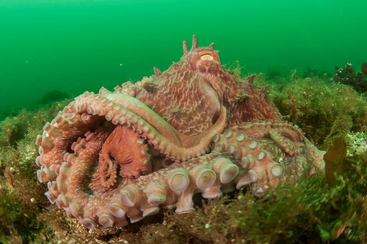  7. Chỉ sinh sản một lần trong đời. Con cái đẻ hàng chục nghìn trứng và dành nhiều tháng để bảo vệ trứng mà không ăn uống. Sau khi trứng nở, chúng sẽ chết, đánh dấu vòng đời ngắn ngủi của loài này. Ảnh: Pinterest.