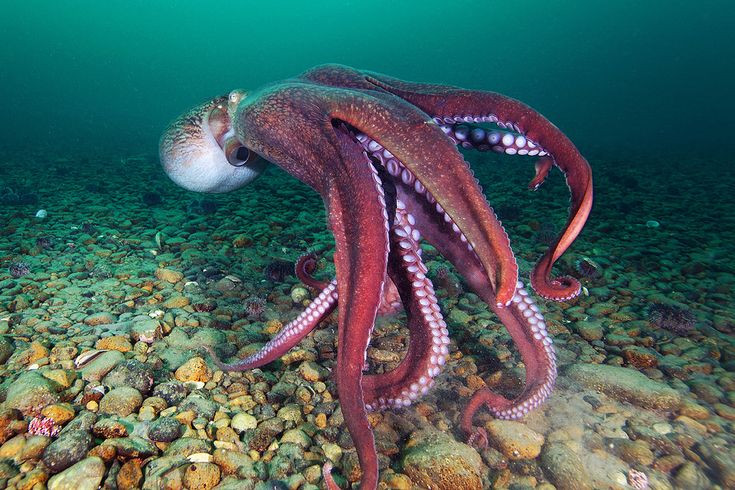  4. Thay đổi màu sắc và kết cấu da. Nhờ vào tế bào sắc tố đặc biệt (chromatophore), chúng có thể nhanh chóng đổi màu và điều chỉnh kết cấu da để ngụy trang trong môi trường biển. Ảnh: Pinterest.