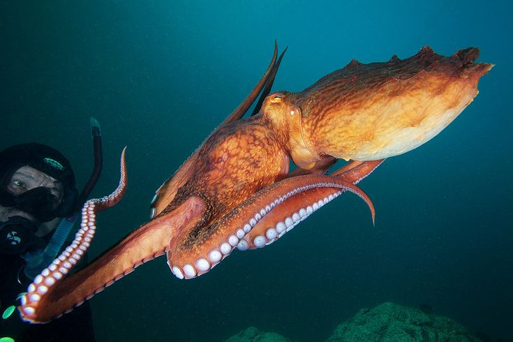  6. Xúc tu có lực hút cực mạnh. Mỗi xúc tu của chúng được bao phủ bởi hàng trăm giác hút, giúp bám chặt vào con mồi và thậm chí có thể nâng những vật nặng đáng kể. Ảnh: Pinterest.