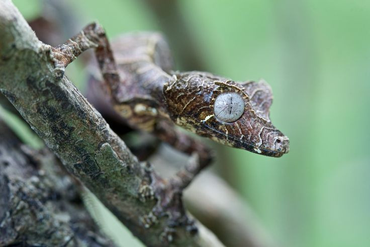  7. Đẻ trứng trên nền rừng. Tắc kè Satan không leo cây để đẻ trứng như nhiều loài bò sát khác mà chọn nơi ẩn nấp trên nền rừng, giúp trứng tránh khỏi những kẻ săn mồi. Ảnh: Pinterest.
