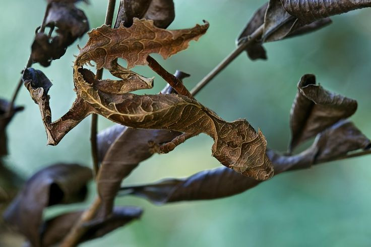  8. Bị săn lùng trong ngành buôn bán thú cưng. Tắc kè Satan đang bị đe dọa bởi nạn buôn bán thú cưng trái phép, khiến số lượng trong tự nhiên ngày càng suy giảm. Ảnh: Pinterest.