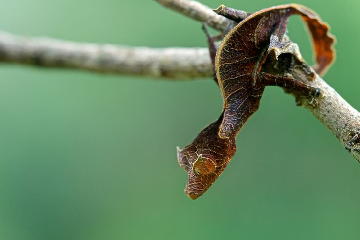  6. Hoạt động về đêm. Loài tắc kè này chủ yếu hoạt động vào ban đêm, săn côn trùng và các loài động vật nhỏ bằng khả năng di chuyển linh hoạt và ngụy trang hoàn hảo. Ảnh: Pinterest.