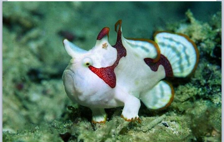  2. Không bơi mà đi bộ dưới đáy biển. Thay vì bơi lội như hầu hết các loài cá khác, cá ếch sử dụng vây ngực và vây bụng như những chiếc chân để “bước đi” trên đáy biển. Ảnh: Pinterest.