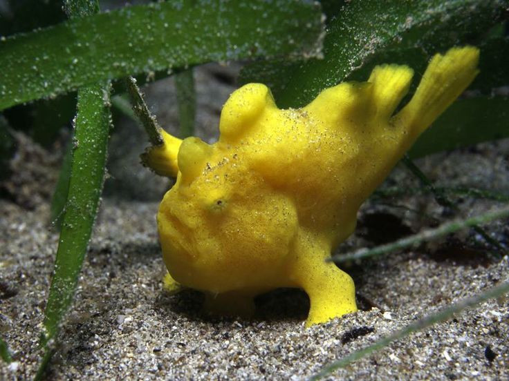  8. Có nhiều loài với hình dạng đa dạng. Có hơn 50 loài cá ếch được biết đến, mỗi loài có màu sắc, hoa văn và đặc điểm cơ thể riêng biệt, từ những con trông như san hô đến những con có gai nhọn kỳ dị. Ảnh: Pinterest.