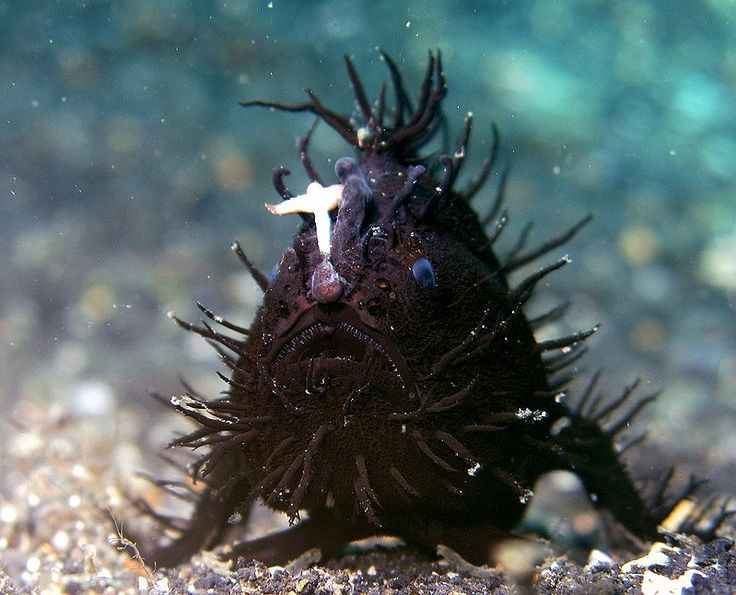  3. Sở hữu “cần câu” để dụ mồi. Cá ếch có một phần cơ thể giống như chiếc cần câu với mồi giả ở đầu, giúp thu hút con mồi đến gần trước khi bị nuốt chửng trong chớp mắt. Ảnh: Pinterest.