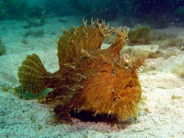  5. Không có bong bóng bơi. Không giống nhiều loài cá khác, cá ếch không có bong bóng bơi, điều này khiến chúng không thể duy trì trạng thái lơ lửng mà phải dựa vào kỹ năng ngụy trang và phục kích để săn mồi. Ảnh: Pinterest.