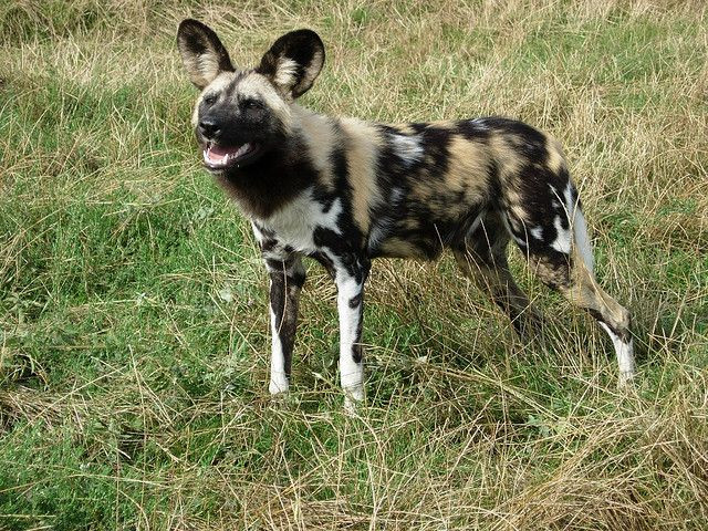  3. Có bộ lông độc đáo như dấu vân tay. Mỗi cá thể chó hoang châu Phi có bộ lông với hoa văn riêng biệt, giúp chúng dễ dàng nhận diện nhau trong đàn. Ảnh: Pinterest.
