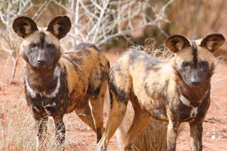  4. Giao tiếp bằng âm thanh và cử chỉ đặc biệt. Chúng sử dụng hàng loạt âm thanh, từ tiếng rít đến tiếng sủa, cùng với cử chỉ cơ thể để điều phối săn mồi và duy trì trật tự trong đàn. Ảnh: Pinterest.