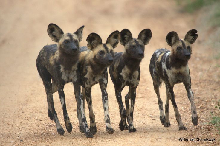  8. Đang đối mặt với nguy cơ tuyệt chủng. Do mất môi trường sống và xung đột với con người, số lượng chó hoang châu Phi đã giảm mạnh, hiện chỉ còn khoảng 6.000 cá thể ngoài tự nhiên. Ảnh: Pinterest.