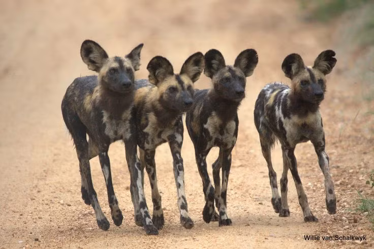  8. Đang đối mặt với nguy cơ tuyệt chủng. Do mất môi trường sống và xung đột với con người, số lượng chó hoang châu Phi đã giảm mạnh, hiện chỉ còn khoảng 6.000 cá thể ngoài tự nhiên. Ảnh: Pinterest.