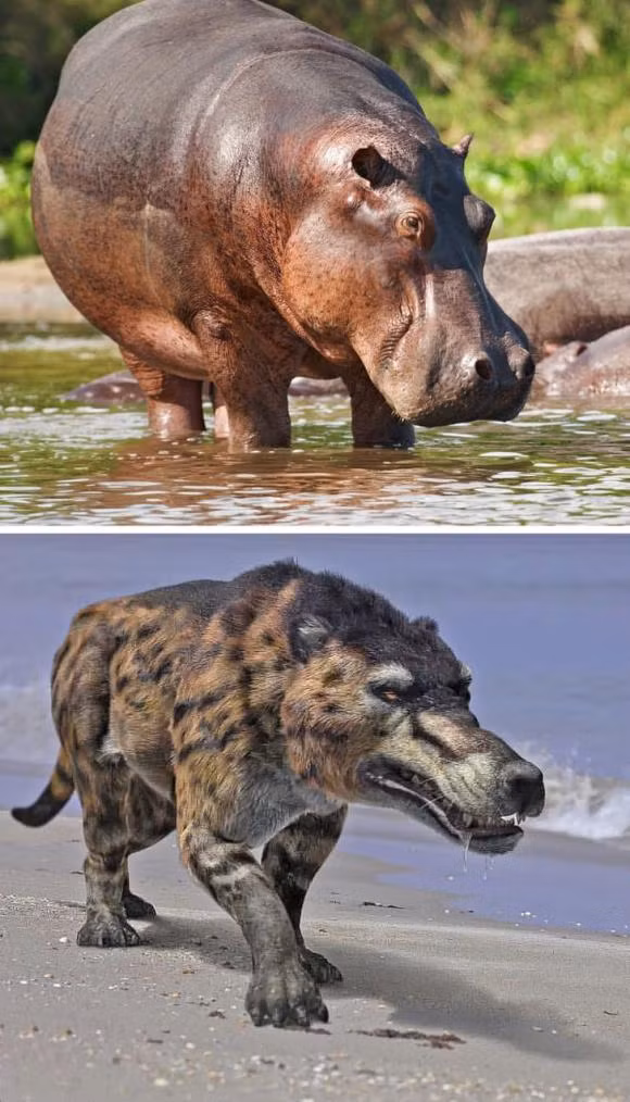 Hà Mã: Động vật ăn thịt lớn nhất từng đi lang thang trên trái đất được gọi là Andrewsarchus. Chỉ riêng phần đầu của con quái vật đã dài gần 32,8 inch (1 mét) - một nửa của nó là mõm và hàm có răng lớn. Chúng ta sẽ tưởng tượng một loài ăn thịt như vậy là tổ tiên của chó sói hoặc linh cẩu, nhưng không, họ hàng gần nhất của chúng là hà mã. Những chiếc răng to đó dường như được di truyền.