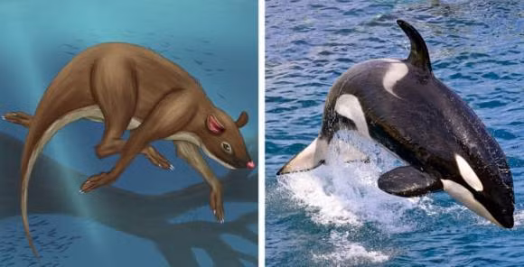 Cá voi: Tất cả cá voi và cá heo, đều xuất thân từ một loài động vật có kích thước như mèo và chuột, được gọi là Indohynus, chúng không chỉ sống trên cạn mà còn ăn chay. Trường hợp của loài Indohyus là quá trình tiến hóa quyết định thực hiện một bước ngoặt kép sau khi hầu hết các họ hàng của nó bò trên cạn thì một số khác lại quay trở sống dưới nước.