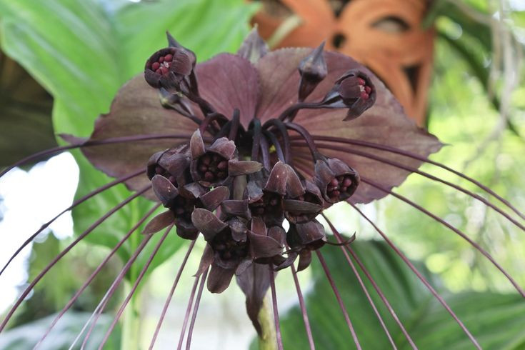  8. Khó trồng và rất đáng giá. Mặc dù khó trồng do yêu cầu môi trường khắt khe, nhưng hoa dơi đen vẫn được săn đón vì vẻ đẹp độc đáo và sự hiếm có của nó trong thế giới thực vật. Ảnh: Pinterest.