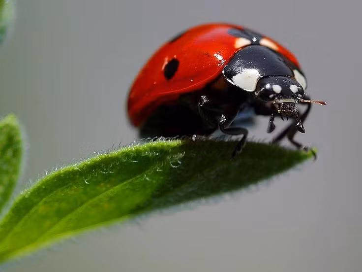  8. Bọ rùa từng được đưa vào vũ trụ. Năm 1999, NASA đã gửi bọ rùa lên trạm vũ trụ để nghiên cứu cách chúng bắt mồi trong môi trường không trọng lực. Thí nghiệm này giúp các nhà khoa học hiểu hơn về hành vi của côn trùng ngoài không gian. Ảnh: Pinterest.