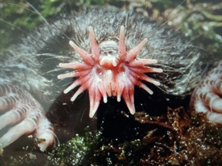  6. Mắt gần như vô dụng, nhưng không cản trở việc săn mồi. Chuột chũi mũi sao có thị giác rất kém, nhưng nhờ hệ thống xúc giác siêu nhạy ở mũi, chúng có thể phát hiện con mồi nhanh hơn hầu hết các loài động vật khác. Ảnh: Pinterest.