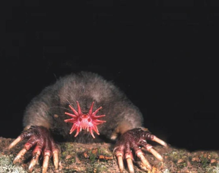  7. Không hề kén ăn. Chuột chũi mũi sao ăn nhiều loại thức ăn khác nhau, bao gồm côn trùng, giun, động vật giáp xác, thậm chí cả cá nhỏ, giúp chúng tồn tại trong nhiều môi trường khác nhau. Ảnh: Pinterest.