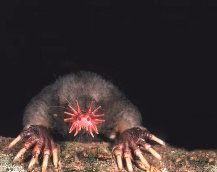  7. Không hề kén ăn. Chuột chũi mũi sao ăn nhiều loại thức ăn khác nhau, bao gồm côn trùng, giun, động vật giáp xác, thậm chí cả cá nhỏ, giúp chúng tồn tại trong nhiều môi trường khác nhau. Ảnh: Pinterest.