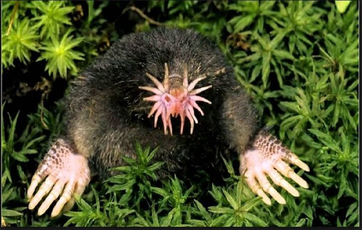  5. Có thể ngửi mùi dưới nước bằng cách thổi bong bóng. Chuột chũi mũi sao có khả năng thổi bong bóng nhỏ qua mũi của chúng vào nước rồi hít lại để phát hiện mùi, giúp chúng định vị con mồi ngay cả khi ở dưới nước. Ảnh: Pinterest.