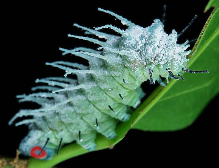  4. Sâu bướm “ăn khỏe như hổ”. Trước khi hóa thành bướm, sâu bướm khế ăn một lượng lá khổng lồ để tích trữ năng lượng. Chúng có thể ăn liên tục suốt ngày đêm để chuẩn bị cho quá trình biến đổi thành bướm trưởng thành. Ảnh: Pinterest.