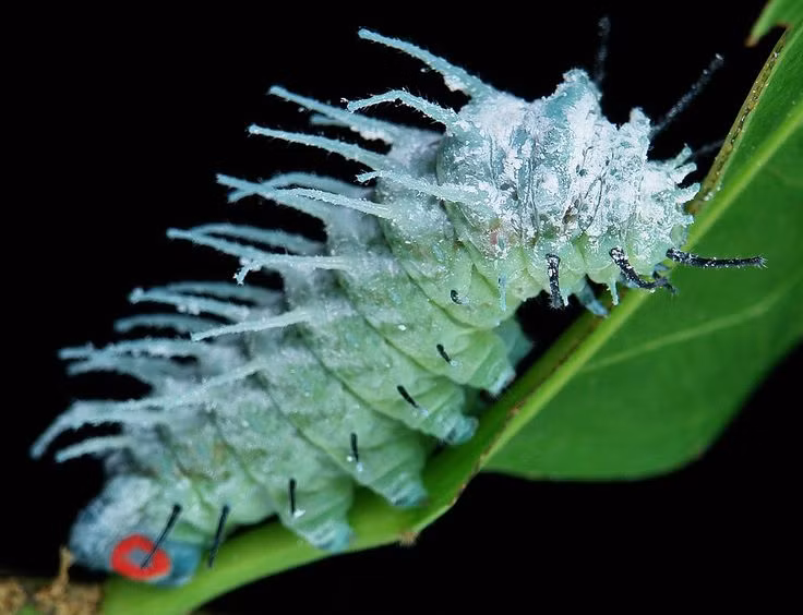  4. Sâu bướm “ăn khỏe như hổ”. Trước khi hóa thành bướm, sâu bướm khế ăn một lượng lá khổng lồ để tích trữ năng lượng. Chúng có thể ăn liên tục suốt ngày đêm để chuẩn bị cho quá trình biến đổi thành bướm trưởng thành. Ảnh: Pinterest.