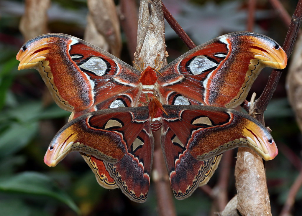  7. Chỉ sống để giao phối. Mục tiêu tồn tại duy nhất của bướm khế trưởng thành là tìm bạn tình và duy trì nòi giống. Sau khi hoàn thành nhiệm vụ sinh sản, chúng nhanh chóng kiệt sức và chết đi. Ảnh: Ger Bosma / Flickr.