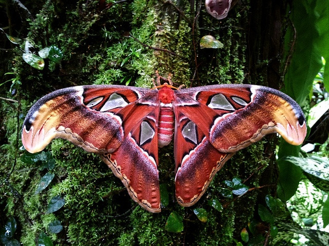  1. Sải cánh khổng lồ. Bướm khế là loài bướm có sải cánh lớn nhất thế giới, lên tới 25-30 cm, thậm chí có cá thể đạt gần 32 cm. Với kích thước này, chúng trông giống như những sinh vật bước ra từ cổ tích. Ảnh: Pinterest.