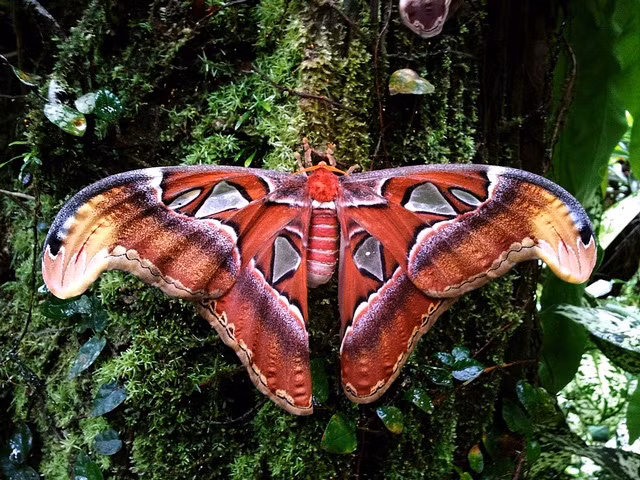  1. Sải cánh khổng lồ. Bướm khế là loài bướm có sải cánh lớn nhất thế giới, lên tới 25-30 cm, thậm chí có cá thể đạt gần 32 cm. Với kích thước này, chúng trông giống như những sinh vật bước ra từ cổ tích. Ảnh: Pinterest.