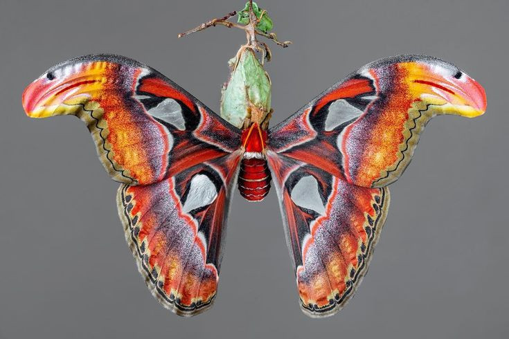  2. Không ăn gì sau khi hóa bướm. Ở giai đoạn trưởng thành, bướm khế không có miệng và không thể ăn. Chúng chỉ sống được khoảng 1-2 tuần, sử dụng năng lượng tích trữ từ khi còn là sâu bướm để duy trì sự sống. Ảnh: Pinterest.