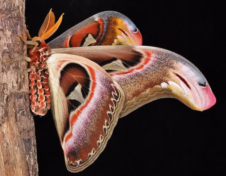  3. Hình dáng giống đầu rắn để tự vệ. Phần đầu cánh của bướm khế có hoa văn đặc biệt trông giống như đầu rắn, giúp chúng đe dọa kẻ thù và tránh bị săn mồi. Khi bị đe dọa, chúng thậm chí còn rung cánh để tạo hiệu ứng giống rắn chuyển động. Ảnh: Pinterest.