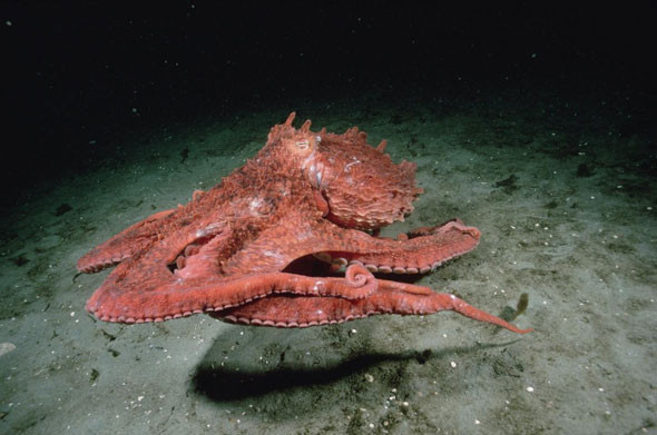  8. Được con người quan tâm nghiên cứu và bảo tồn. Do sự suy giảm môi trường sống và đánh bắt quá mức, bạch tuộc khổng lồ Thái Bình Dương đang được theo dõi để đảm bảo sự tồn tại của loài này trong tương lai. Ảnh: Quantrimang.com.