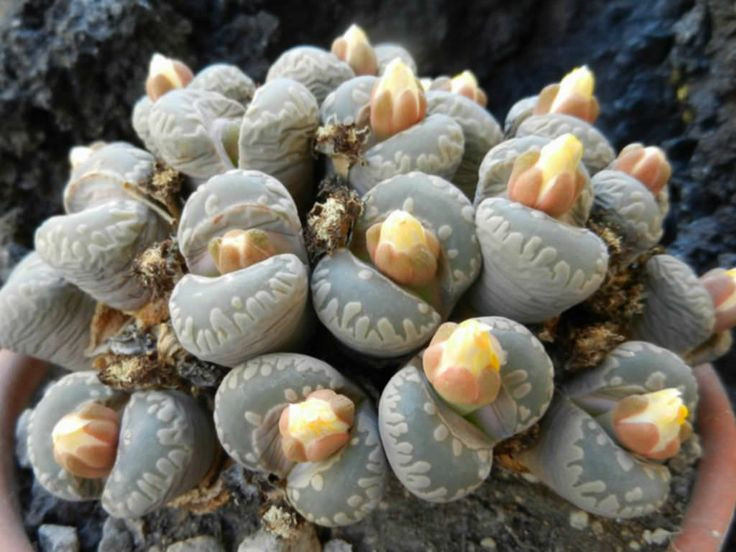  7. Có thể sống hơn 50 năm. Với điều kiện phù hợp, xương rồng đá có thể tồn tại trong nhiều thập kỷ, trở thành một trong những loài cây lâu đời nhất trong các loài mọng nước. Ảnh: Pinterest.