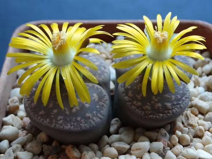  8. Được nhiều người sưu tầm làm cây cảnh. Với vẻ ngoài độc đáo và dễ chăm sóc, xương rồng đá trở thành loài cây cảnh được yêu thích trên toàn thế giới, đặc biệt trong giới sưu tầm xương rồng và sen đá. Ảnh: Pinterest.