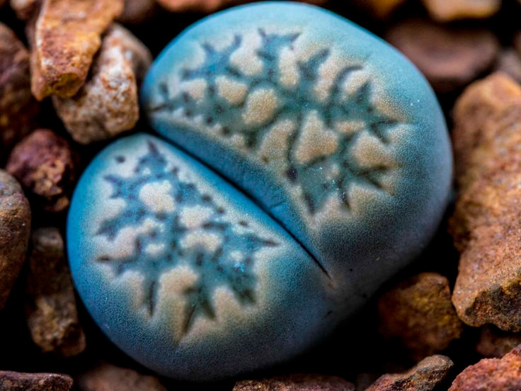  2. Chỉ có hai lá mọc đối xứng. Thay vì có thân và lá như các loại cây thông thường, xương rồng đá chỉ có hai lá mọc sát nhau, giúp hạn chế sự mất nước trong môi trường khô cằn. Ảnh: Pinterest.