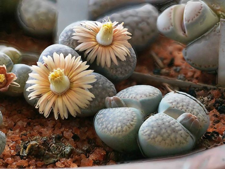  5. Ra hoa vào mùa thu. Mặc dù có vẻ ngoài đơn giản, xương rồng đá nở hoa rất đẹp vào mùa thu, thường là màu trắng hoặc vàng, tạo nên sự tương phản độc đáo. Ảnh: Pinterest.