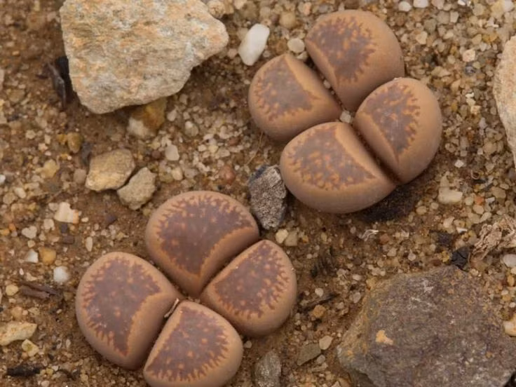  3. Sinh sống chủ yếu ở Nam Phi. Xương rồng đá phân bố chủ yếu ở các vùng sa mạc và bán sa mạc Nam Phi, nơi có khí hậu cực kỳ khô hạn và khắc nghiệt. Ảnh: Pinterest.