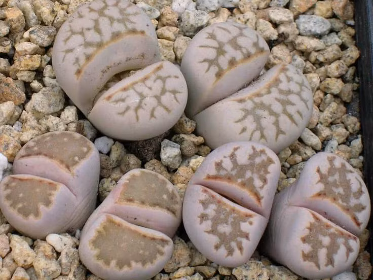  1. Nhìn giống hệt như những viên sỏi. Tên gọi "Lithops" của xương rồng đá xuất phát từ tiếng Hy Lạp, trong đó "lithos" nghĩa là đá và "ops" nghĩa là hình dáng, phản ánh khả năng ngụy trang giống sỏi của loài cây này. Ảnh: Pinterest.