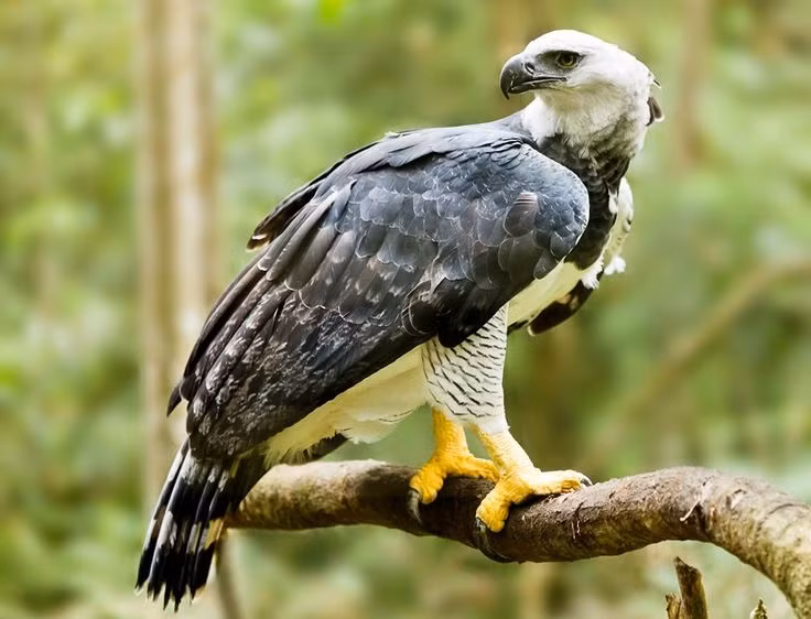  2. Có móng vuốt cực kỳ đáng sợ. Móng vuốt của đại bàng Harpy có thể dài tới 12 cm, dài hơn cả móng vuốt của gấu xám, giúp săn những con mồi lớn như lười và khỉ - thức ăn chính của chúng. Ảnh: Pinterest.