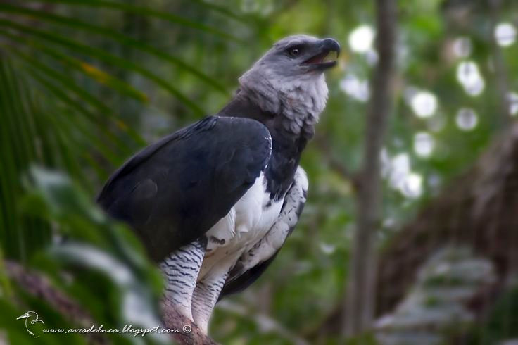  5. Cực kỳ trung thành với bạn đời. Đại bàng Harpy là loài chim một vợ một chồng, gắn bó với bạn đời suốt đời và cùng nhau nuôi con non trong nhiều năm. Ảnh: Pinterest.