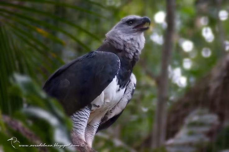  5. Cực kỳ trung thành với bạn đời. Đại bàng Harpy là loài chim một vợ một chồng, gắn bó với bạn đời suốt đời và cùng nhau nuôi con non trong nhiều năm. Ảnh: Pinterest.