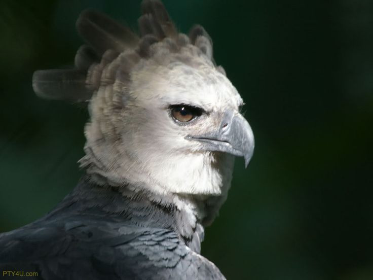  3. Sống chủ yếu trong rừng nhiệt đới. Loài đại bàng này sinh sống trong các khu rừng nhiệt đới rậm rạp ở Trung và Nam Mỹ, đặc biệt là ở khu vực Amazon. Ảnh: Pinterest.